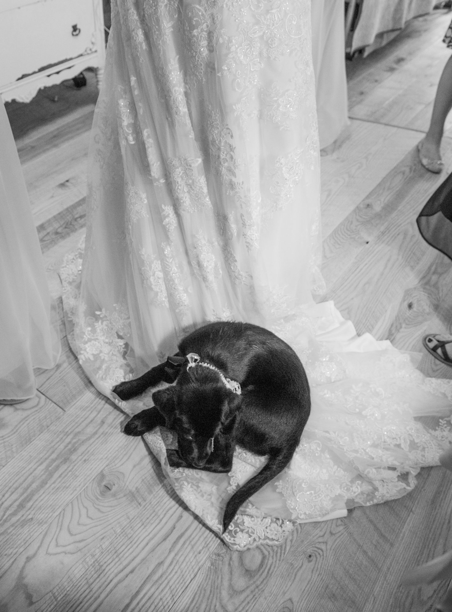 Puppy at Starry Night Barn and Studios Wedding